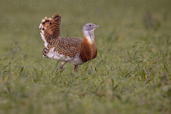 Great bustard