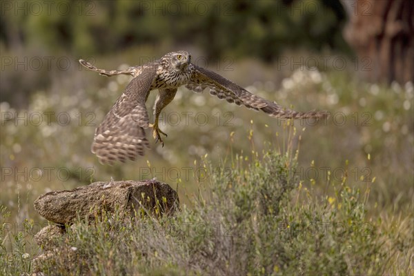 Northern goshawk