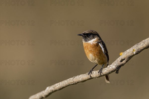 Common european stonechat