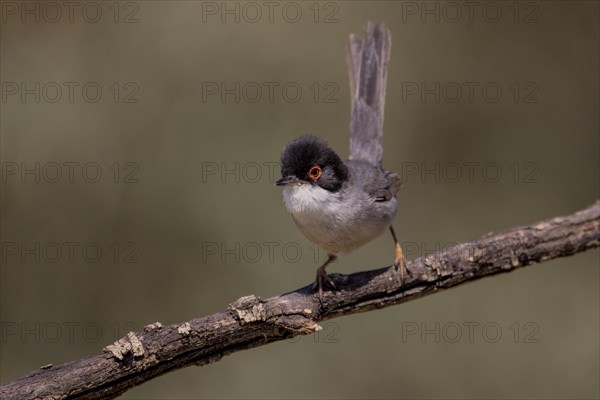 Sardinian warbler