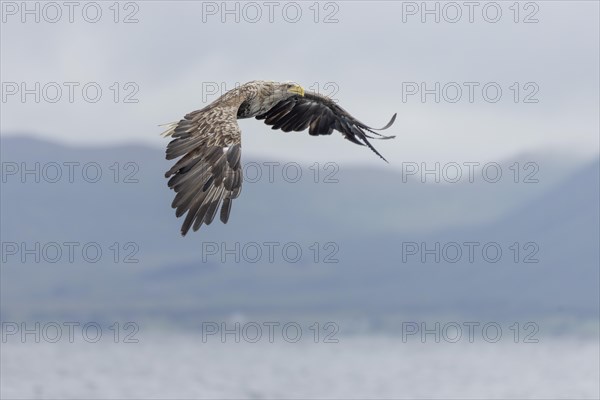 White-tailed eagle