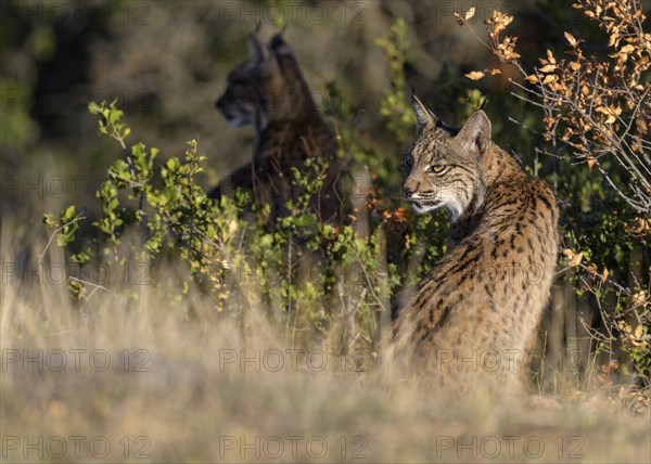 Pardelluchs