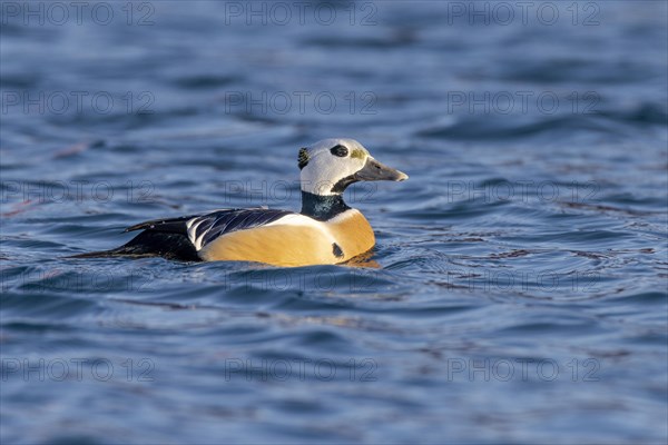 Stellers eider