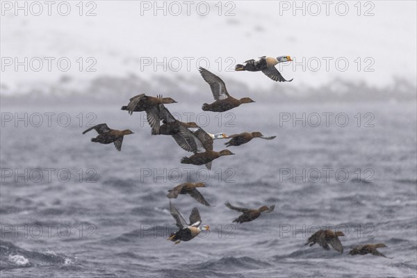 King eiders