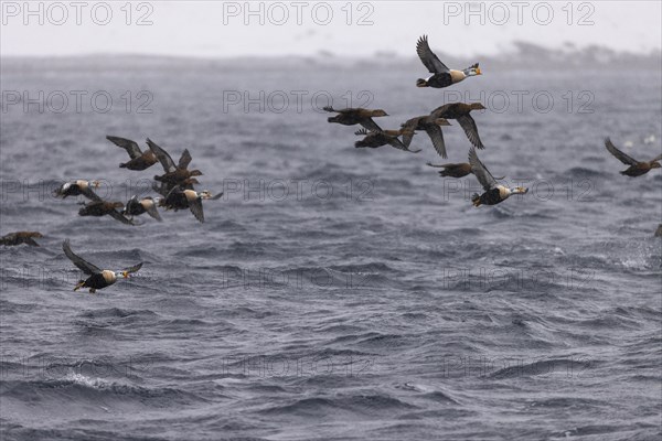 King eiders