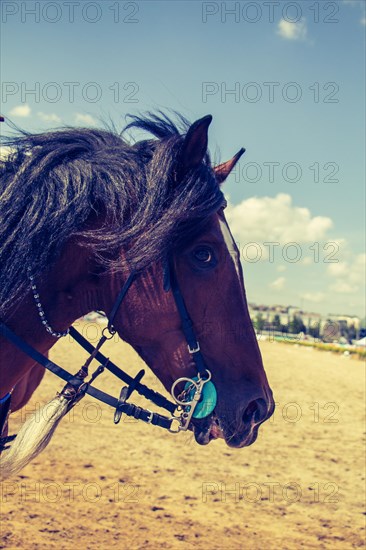 Portrait of dark palomino horse. Horse head with long mane in profile