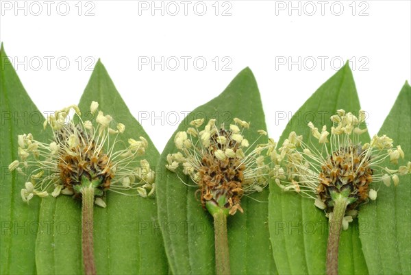 Medicinal plantain