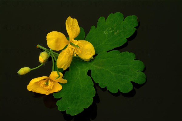 Medicinal plant greater celandine