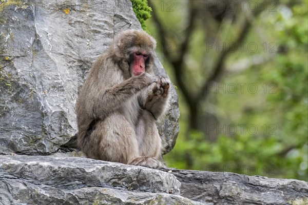 Japanese macaque