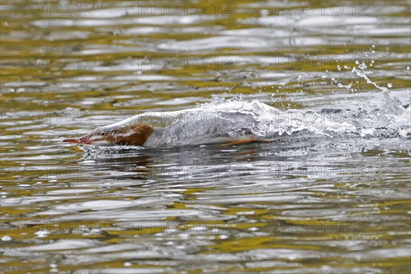 Common merganser