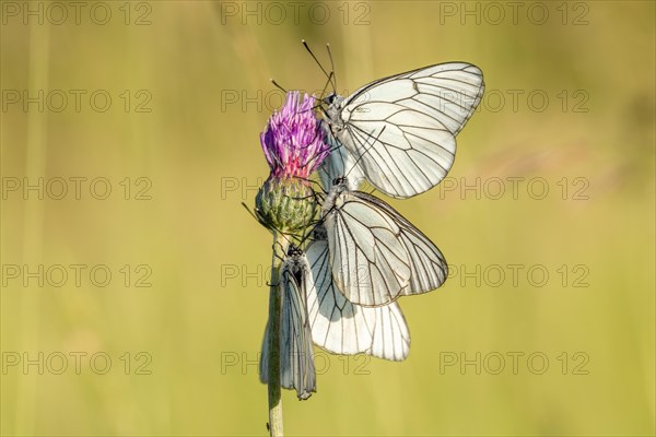 Several black-veined White