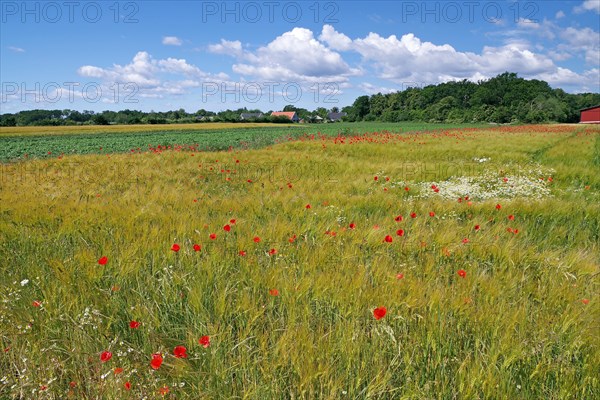 Fields covered with poppies