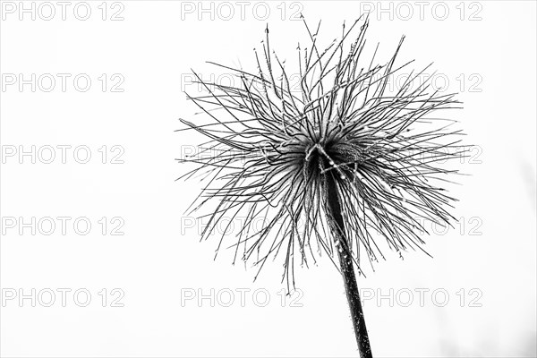 Flowering alpine pasqueflower