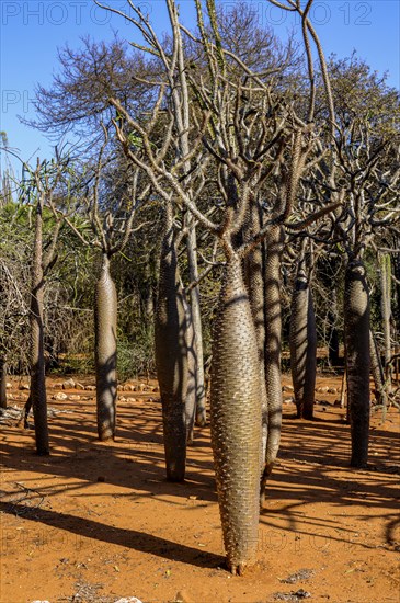 Baby baobabs