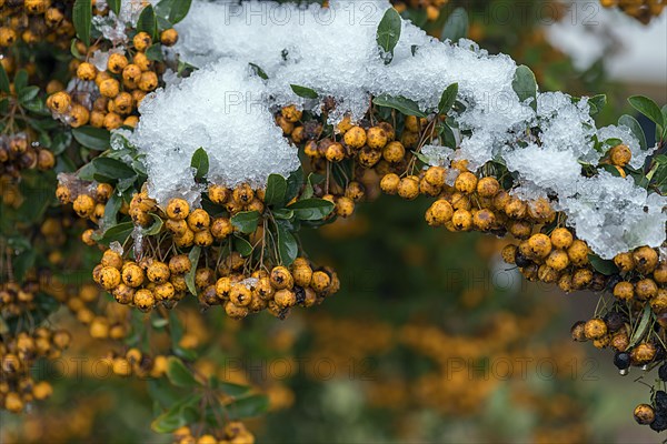 Snowy scarlet firethorn