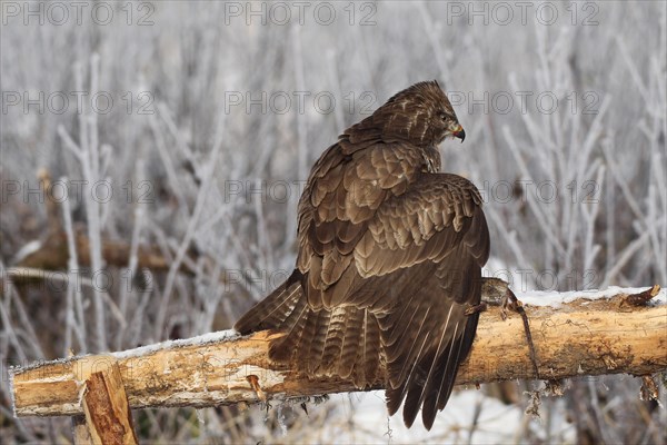 Common steppe buzzard