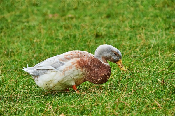 Domestic mallard