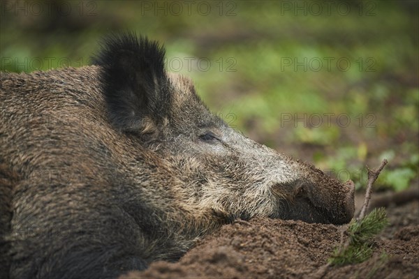 Portrait of a Central European boar