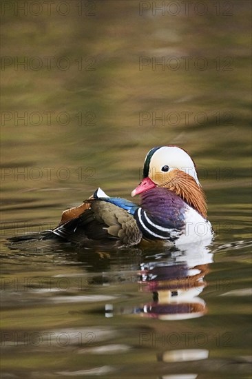 Mandarin duck