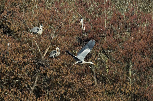 Grey heron