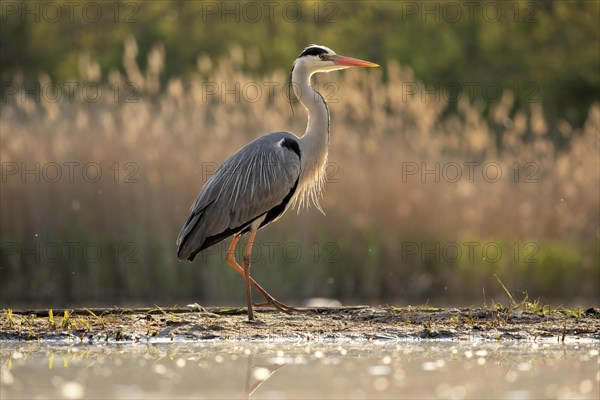 Grey heron