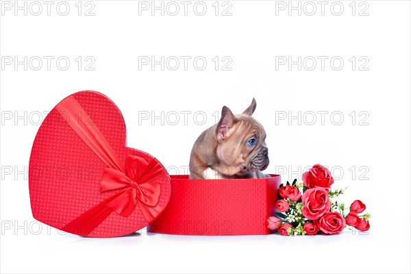 Cute French Bulldog dog puppy in Valentine's Day gift box in shape of red heart with roses on white background