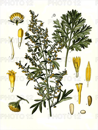 Medicinal plant