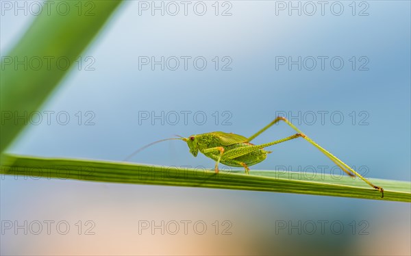 Speckled Bush-cricket