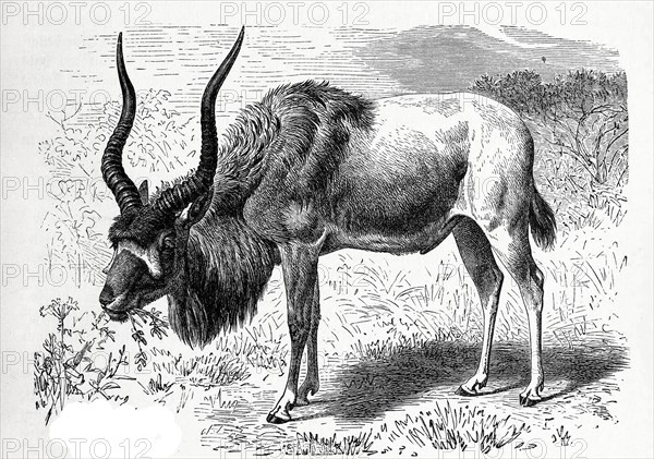 Addax