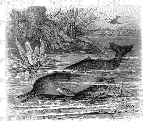 Beaked dolphin
