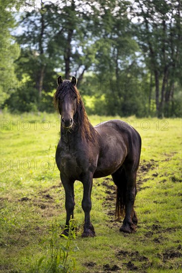 A black horse