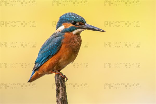 Kingfisher