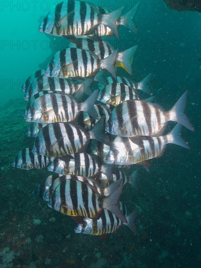 Group of zebra sea bream
