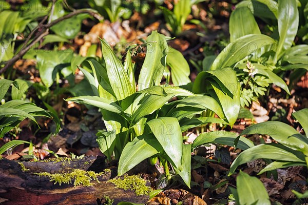 Ramsons