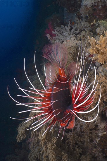 Radial firefish