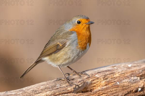 European robin