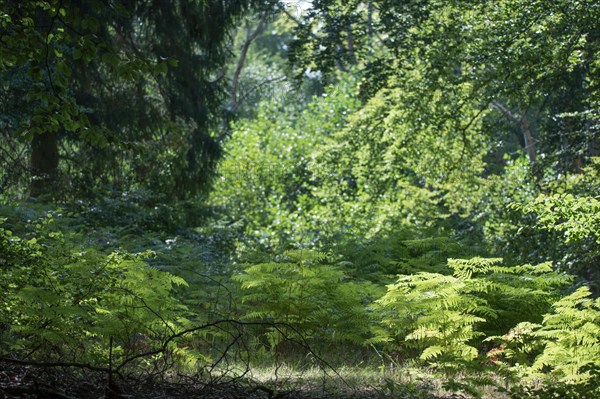 Undergrowth with leptosporangiate fern