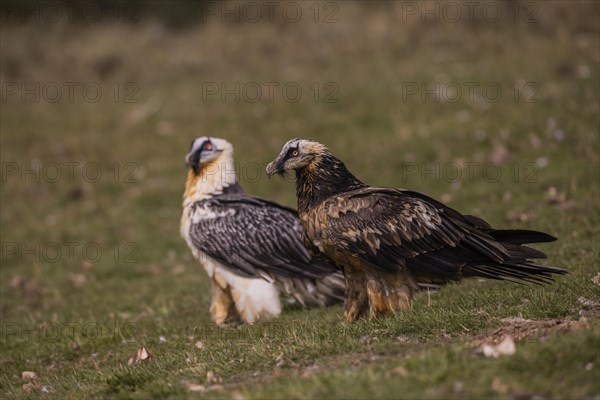 Bearded vulture