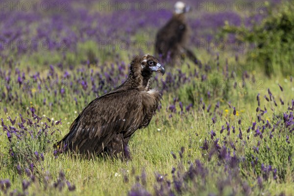 Cinereous vulture