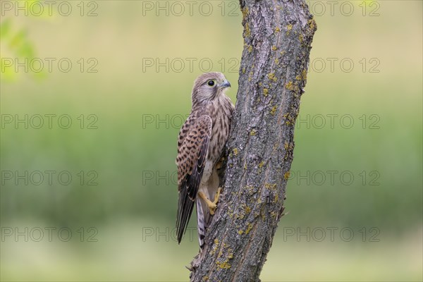 Common kestrel