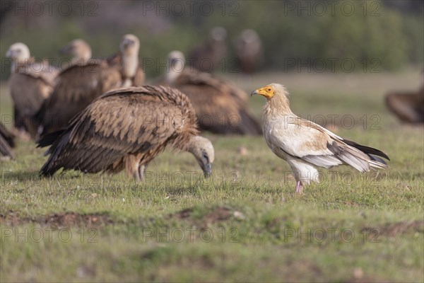 Egyptian vulture