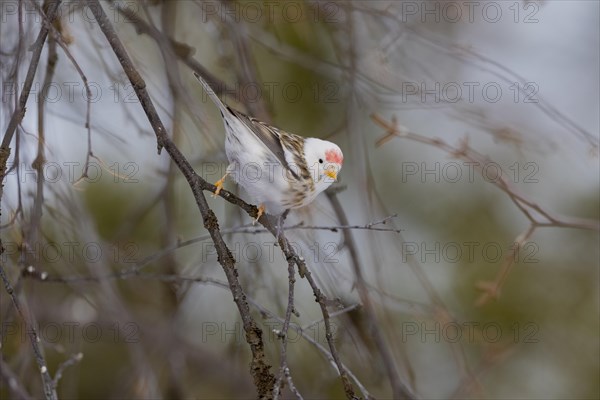 Arctic Redpoll