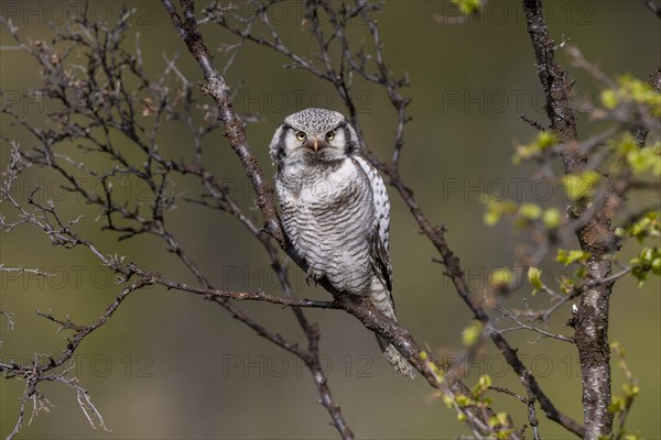 Northern hawk owl