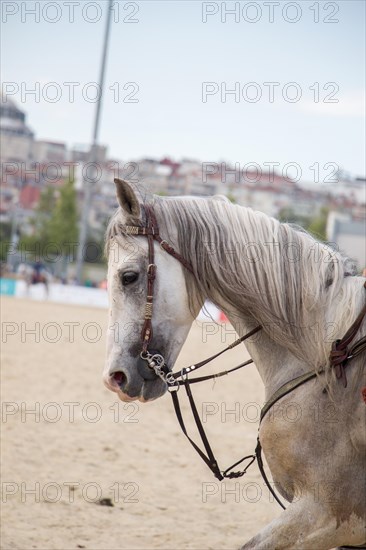 Portrait of horse head with long mane and partial harness