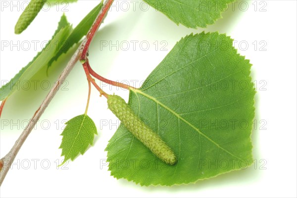 Medicinal plant Birch