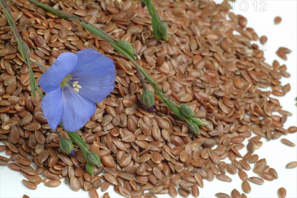 Medicinal plant Linseed