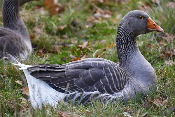 Greylag goose