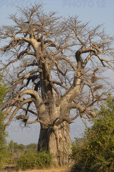 Baobab tree