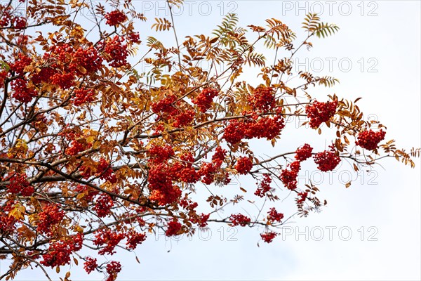 European rowan