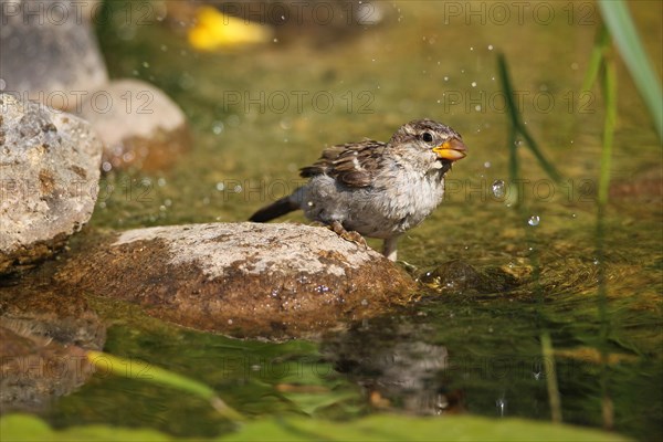 House sparrow